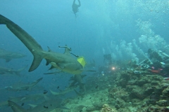 Bull_Shark_Brushback5