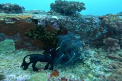 Coral_Atop_Sunken_Ship11