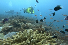 Coral Atop Sunken Ship