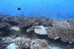 Coral_Atop_Sunken_Ship7