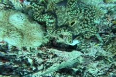 GX01012727